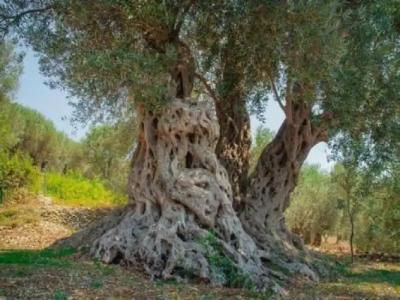 Holiday Park Olive Tree - 16