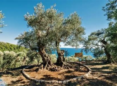 Holiday Park Olive Tree - 13