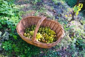 Tannerhof Bed & Breakfast, Rifiano