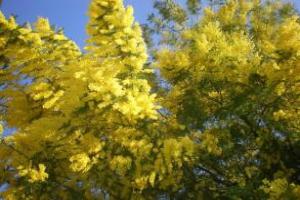 Bed and Breakfast Mimosa, Cascina