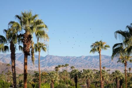 The Saguaro Palm Springs - 132