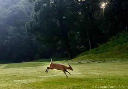 Gokarna Forest Resort - 21