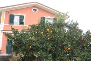 Le Clementine B&B, Camogli