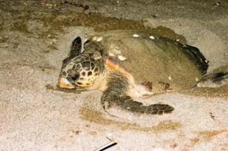 Nostalgia World OTEL - 42