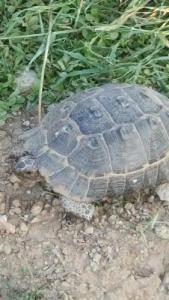 Nostalgia World OTEL - 32