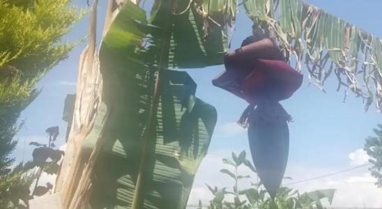 Nostalgia World OTEL - 36