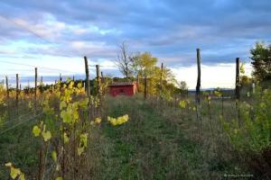 Il Pozzo Della Citerna, Castelnuovo Berardenga