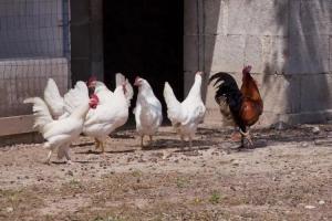 Farm Stay «Agriturismo Antares», San Foca