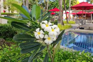 Hotel Ibis Samui Bophut - SHA Extra Plus, Bophut