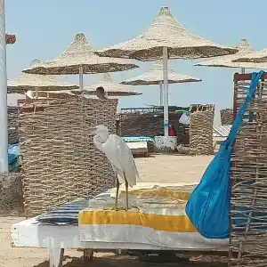 Hurghada Coral Beach - 18