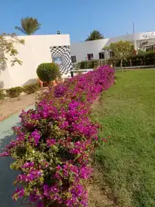 Hurghada Long Beach Resort - 46