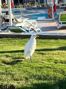 Pickalbatros Aqua Vista Resort - Hurghada - 91