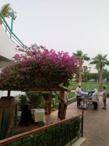 Shams Safaga Resort - 8