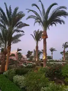 Movenpick Resort & Spa El Gouna - 33